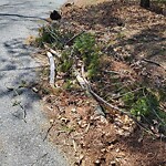Street Sweeping at 2 Sylvan Rd