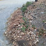Street Sweeping at 21 Riverdale Rd