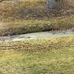 Stormwater at 14 Bear Hill Rd