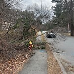 Public Trees at 14 Ichabod Ln