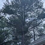 Public Trees at North Billerica