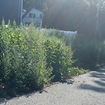 Public Trees at 2–44 Brentwood Pl