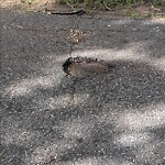 Pothole at 12 Rosewood Ave