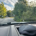 Public Trees at 20 Hampstead Ave, North Billerica