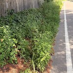 Line of Sight Obstruction at 231 Pond St, North Billerica