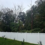 Public Trees at 4 Crystal St